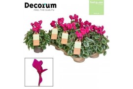 Cyclamen ss picasso paars feel green decorum