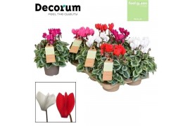 Cyclamen ss picasso mix feel green decorum