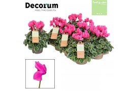 Cyclamen ss picasso roze feel green decorum