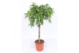 Ficus binnendijkii amstel king stam