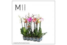 Phalaenopsis mix 2 tak mimesis