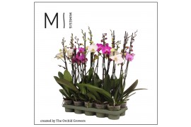 Phalaenopsis mix 2 tak mimesis