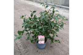 Camellia japonica strawberry swirl premium