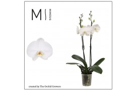 Phalaenopsis anthura madrid 2 tak ural mimesis