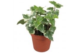 Hedera helix eva 7pp - 10-15cm Rank