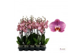 Phalaenopsis Honey Peach - 3 tak, 20+ bloem - 65/70cm