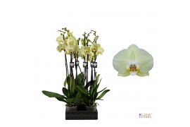 Phalaenopsis golden coin 3 tak 65/70cm