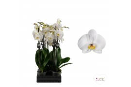 Phalaenopsis anthura cambridge 2 tak, 14+ bloem - 55/60cm