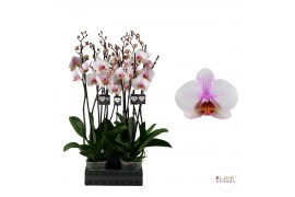 Phalaenopsis anthura madrid 2 tak, 14+ bloem - 55/60cm