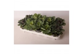 Brassica oleracea glad mix