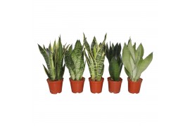 Sansevieria trifasciata mix 5 soorten