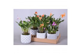 Orchidee Masdevallia met stenen pot,3 tak/plnt,3 tak/plnt,3 tak/plnt,3