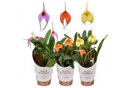 Masdevallia mix 3 tak