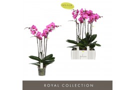 Phalaenopsis paars Theatro Blues 4spike