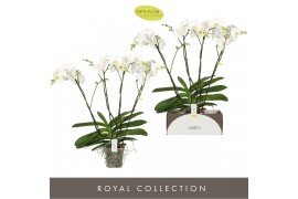 Phalaenopsis anthura madrid Theatro Classico 4 tak