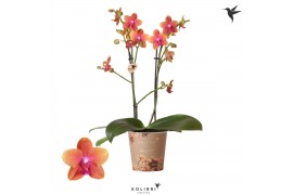 Phalaenopsis multiflora oranje 2 tak fragrance orange kolibri orchids