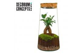 Arrangementen kamerplanten Terrarium Triton (Decorum concepts)