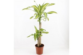 Dracaena fragr. massangeana 60-30 1kop