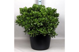 Crassula ovata