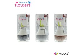 Hippeastrum gewaxt No Water Flowers Waxz Dipz Natural in koker