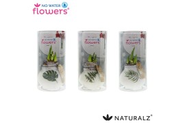 Hippeastrum gewaxt No Water Flowers® Naturalz® Botanical Mix in Koker