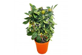 Citrus microcarpa Citrus calamondin