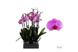 Phalaenopsis anthura orlando 2 tak, 14+ bloem - 55/60cm