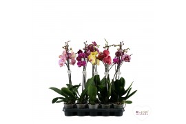 Phalaenopsis mix Donkere mix - 1 tak, 9+ bloem - 65/70cm - Vertakt