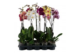 Phalaenopsis mix 1 tak, 9+ bloem - 65/70cm - Vertakt