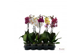 Phalaenopsis mix 1 tak, 12+ bloem - 65/70cm - Vertakt