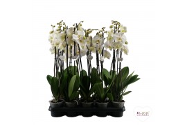 Phalaenopsis anthura madrid Wit-gele lip - 2 tak, 12+ bloem - 55/60cm