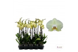 Phalaenopsis golden coin 2 tak 75/80cm