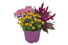 Arrangementen tuinplanten Abbracci Maria P19 5 pp 10 bl.