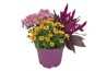 Arrangementen tuinplanten Abbracci Maria P19 5 pp 10 bl.