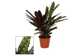 Calathea lancifolia