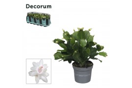 Schlumbergera witte eva White (Malissa) - Decorum