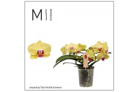 Phalaenopsis muse yellow 25+ mimesis