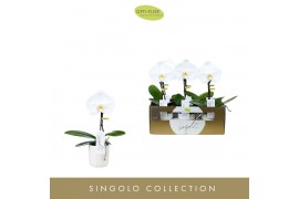 Phalaenopsis anthura madrid 1 tak Singolo Tosha in White Lazio