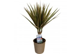 Dracaena marg. bicolor Enkel Stam