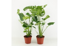 Monstera deliciosa 2pp