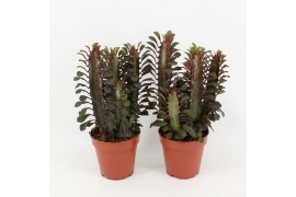 Euphorbia trigona rubra