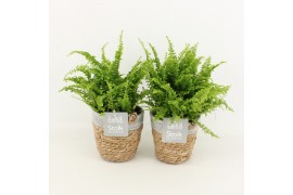 Nephrolepis exaltata vitale in basket