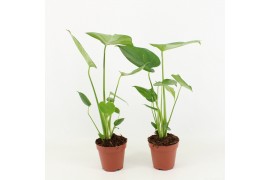 Monstera deliciosa 2pp