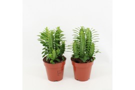 Euphorbia trigona groen