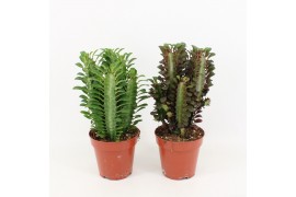 Euphorbia trigona mix