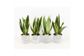 Sansevieria trifasciata futura superba in star pot