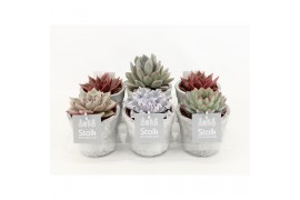 Echeveria mix in stone look pot