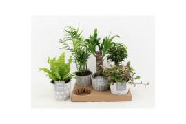 Kamerplanten mix groen in star pot