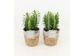 Euphorbia trigona in basket