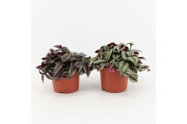 Tradescantia mix